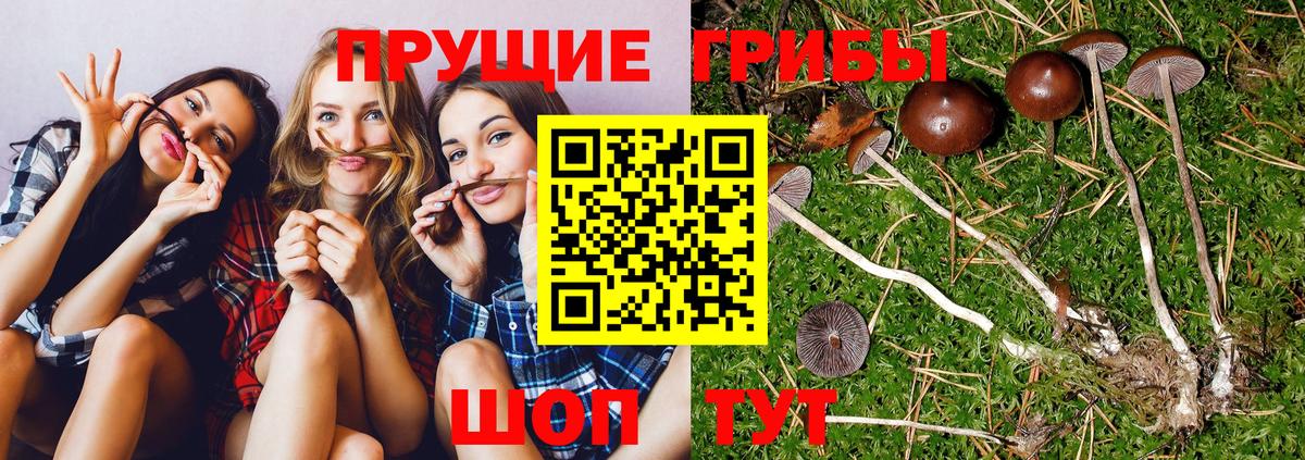 Галлюциногенные грибы Psilocybine cubensis Темрюк
